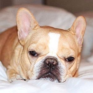 Age Of Chloe The Mini Frenchie biography