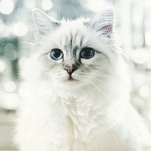 Age Of Choupette Lagerfeld biography
