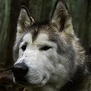 Age Of Loki the Wolf Dog biography
