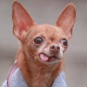 Age Of Mervin the Chihuahua biography