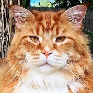 Age Of Omar the Maine Coon biography